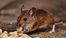 24 Hour & Emergency Exterminators in Framingham, MA